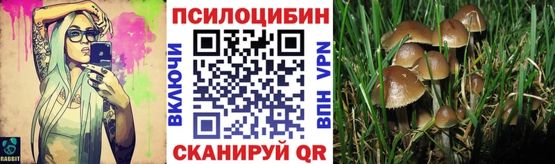 Купить Новоаннинский Псилоцибиновые грибы Psilocybine cubensis