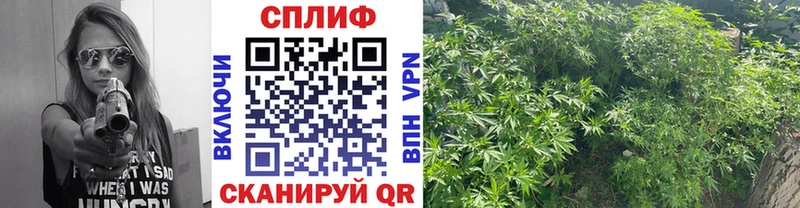 Купить где  Новоаннинский  Конопля индика 